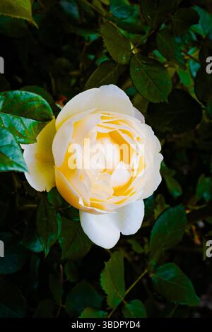 Eine atemberaubende weiße und gelbe Rose blüht inmitten dunkelgrüner Blätter in einem friedlichen Garten. Die zarten Blütenblätter zeigen komplizierte Details, die den Beau einfangen Stockfoto