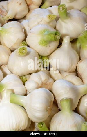 Auf einem lokalen Markt werden frische Knoblauchzehen attraktiv präsentiert. Stockfoto