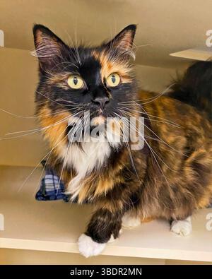 San Francisco, Kalifornien, USA – März 30 2025: Eine langhaarige Schildpattkatze liegt in einem Unterschlupf und blickt mit weiten Augen aus. Stockfoto