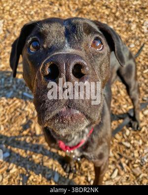 San Francisco, Kalifornien, USA – März 30 2025: Ein schwarzer Hund nähert sich neugierig in einem Holzspäne-Schutzhof, dessen Nase den Rahmen dominiert. Stockfoto