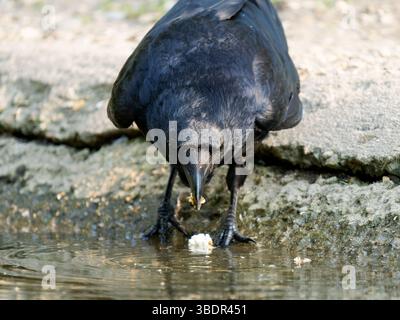 Erwachsene Aaskrähe (Corvus Corone) isst Popcorn im Mare Saint James, Bois de Boulogne, Paris – urbane Tierwelt, die sich von menschlicher Nahrung ernährt Stockfoto