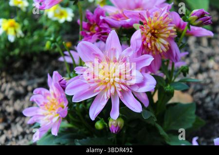 Garden Dahlia in sanften Pink-Tönen mit gelber Mitte Stockfoto
