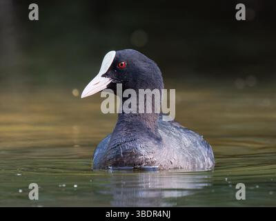 Erwachsener Eurasischer Huhn (Fulica atra) schwimmt auf dem Wasser in Mare Saint James, Bois de Boulogne, Paris — halbaquatischer Vogel in einer städtischen natürlichen Umgebung Stockfoto