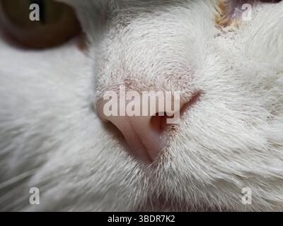 Extreme Nahaufnahme mit Fokus auf die zarte rosa Nase und das umgebende weiße Fell einer Katze, die die Textur und Details ihrer Merkmale unterstreicht Stockfoto