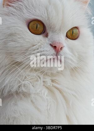 Nahaufnahme einer weißen persischen Katze, die faszinierende goldene Augen hervorhebt und ihr luxuriöses, flauschiges Fell mit eleganter Präsenz zeigt Stockfoto