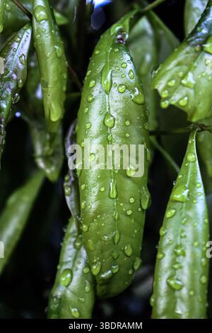 Wassertropfen auf Litschi-Blätter Stockfoto