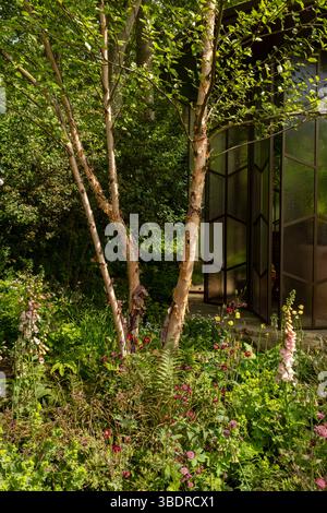Betula nigra, umgeben von Farnen, Astrantien und Digitalis, neben dem Pavillon im Glasshouse Garden, der von Jo Thompson am RHS Chelsea Flow entworfen wurde Stockfoto