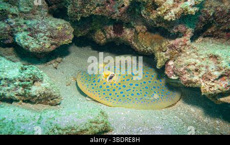 Blue Spoted Ray am Ningaloo Coral Reef, Western Australia, Australien Stockfoto