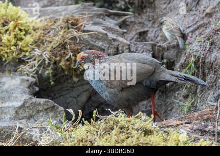 rebhühner mit buffy-Krone, Dendrortyx leucophrys, alleinerwachsener Walking on the Ground, Paraiso Quetzales, Costa Rica, 11. April 2025 Stockfoto