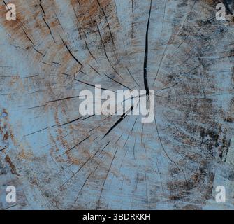 Schneiden Sie die Ringstruktur eines großen alten Baumes Stockfoto