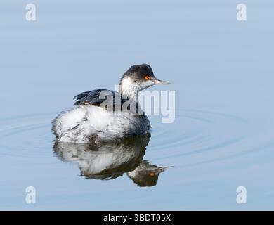 Rattenschnabel-Grebe (Podilymbus podiceps) im See mit Reflexion, blauer Hintergrund, nach rechts gerichtet, Platz für Text Stockfoto