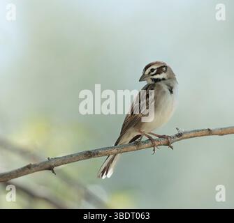 Hoch erhobener Lark Sparrow (Chondestes grammacus) auf einem Zweig, nach links schauend, Platz für Kopie Stockfoto