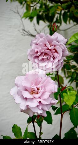 Nahaufnahme von Rosa 'Mainzer Fastnacht' Rosen Stockfoto