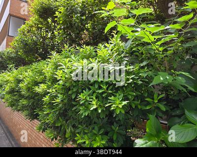 Japanische Werke Seite des Gebäudes Stockfoto