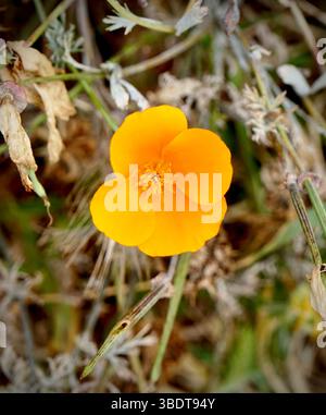 Nahaufnahme von California Mohn Stockfoto