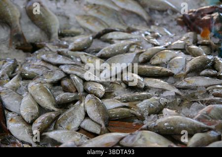 Auf dem Meeresfrüchtemarkt wird ein Haufen von frischem Fisch auf Eis angeboten, der als Massenware angeboten wird und lokale Meeresfänge präsentiert Stockfoto