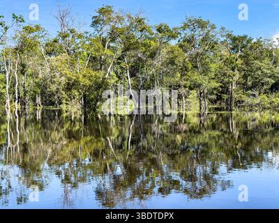 Schwarzwasser überflutete Wälder des Amazonasbeckens. Dieser besondere Lebensraum ist ein schwarzwassersumpf, langsam bewegendes Wasser, dunkel wie Tee, aber klar. Stockfoto