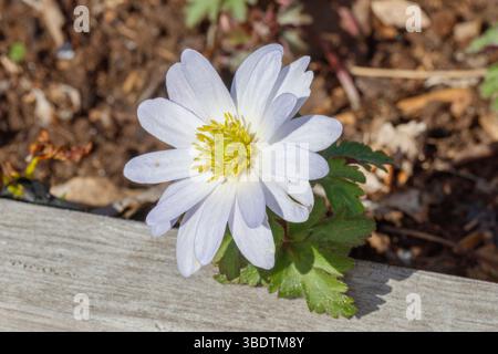 'White Plendour' Balkananemone, Balkansippa (Anemone blanda) Stockfoto