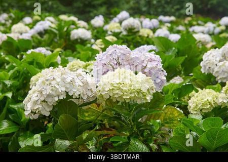Farbenfrohe Hortensien im Garten, hellgelb weiß und rosa zarte Blumen in weichem Fokus mit unscharfem Hintergrund Stockfoto