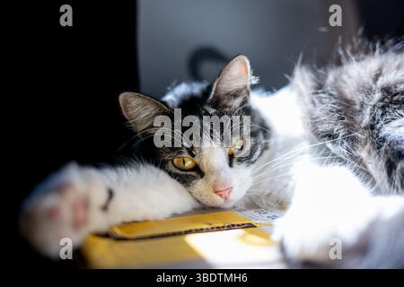 Eine Katze, die in der Sonne ruht Stockfoto