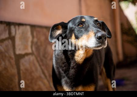 Ein schwarzer Doberman-Hund Stockfoto