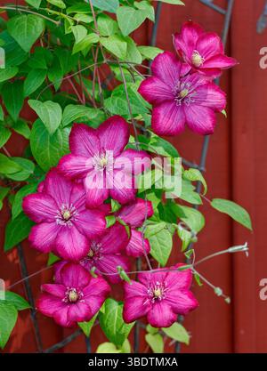 „Ville de Lyon“ späte großblütige Gruppe, Klematis (Clematis Hybrid) Stockfoto