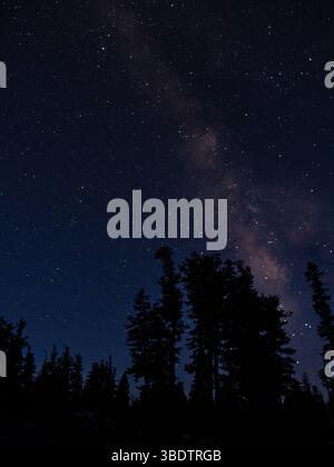 Die Milchstraße erstreckt sich über den Nachthimmel über den Silhouetten von Kiefern im Bryce Canyon National Park, Utah, USA Stockfoto