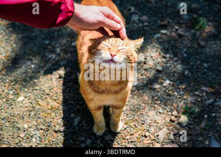 Ingwerkatze mit geschlossenen Augen genießt es, von der Hand eines Mannes unter Sonnenlicht gestreichelt zu werden, von oben an einem warmen sonnigen Tag. Stockfoto