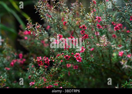 Rote Blüten von Leptospermum scoparium blühen auf dichten grünen Sträuchern mit kleinen nadelförmigen Blättern, die in Australien und Neuseeland beheimatet sind Stockfoto