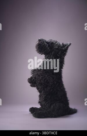 Ein schwarzer Hund schaut einen Spielzeughund an, der neben ihm steht, vor einem grauen Hintergrund. In einer Nahaufnahme werden die Interaktionen erfasst. Stockfoto