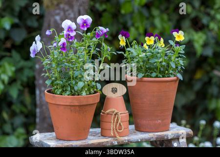 Violette Bratschenblüten in Terrakottatöpfen im Garten Stockfoto