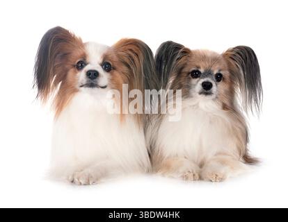 Papillon Hunde vor weißem Hintergrund Stockfoto