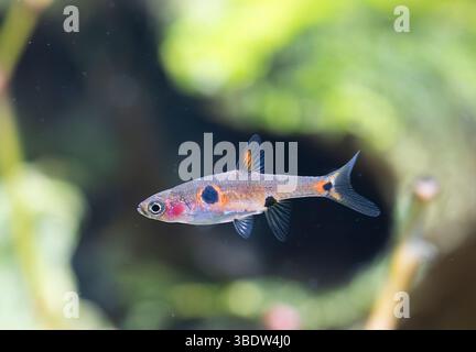 Boraras maculatus vor Aquarienhintergrund Stockfoto