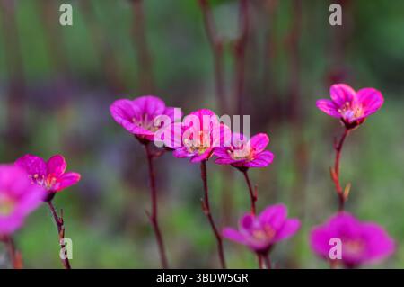 Makroaufnahme mit leuchtenden rosa Saxofon-Blüten, die im Frühling draußen blühen. Zarte Blütenblätter und natürlicher Hintergrund, perfekt für Natur, Garten und Blumen Stockfoto
