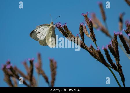 Weißer Schmetterling auf einer lila Blume Stockfoto