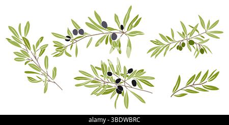 Flacher Vektor-Satz von Olivenzweigen mit Blättern Stock Vektor