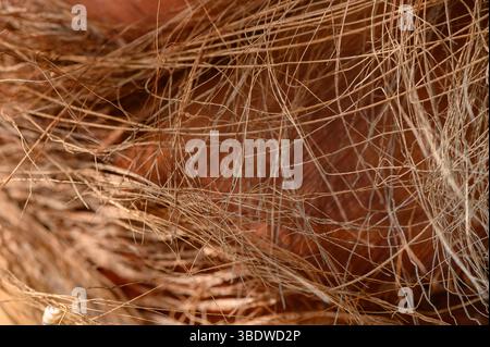 Ideal als naturinspirierter Texturhintergrund. Stockfoto
