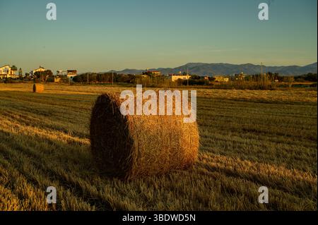 Runde Strohballen ruhen während des Sonnenuntergangs auf einem sonnendurchfluteten Feld auf Zypern. Stockfoto