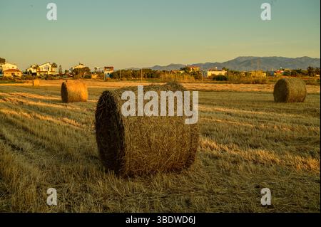 Abendglühen über Heuballen in Zypern Stockfoto
