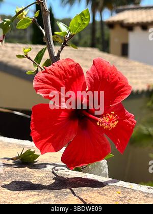 Frangipani-Blüten (Plumeria) Stockfoto