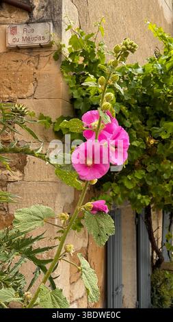 Frangipani-Blüten (Plumeria) Stockfoto