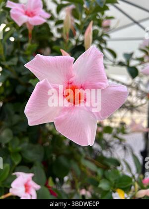 Frangipani-Blüten (Plumeria) Stockfoto