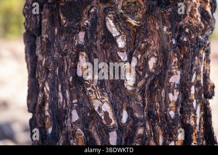 Feuerschaden an pinus canariensis, Kiefer. Nahaufnahme von Details der verbrannten Baumrinde nach einem Waldbrand auf der kanarischen Insel Teneriffa. Dunkel verkohlt Stockfoto