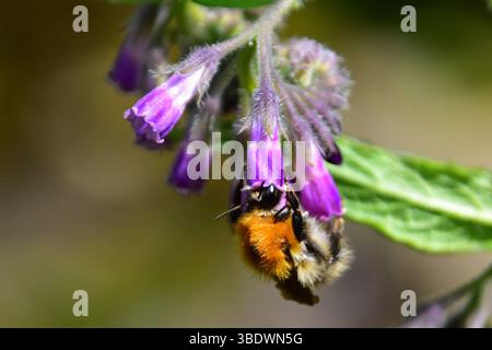 Hummel auf Comfrey Flowers Stockfoto