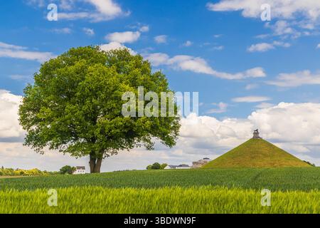 Der Löwenhügel ist ein großer konischer künstlicher Hügel in der Gemeinde Braine-l'Alleud im wallonischen Brabant, Belgien. König Wilhelm I. von den Niederlanden Stockfoto