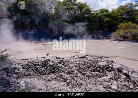 Schlammbedeckte Bäume und Dampf, der aus dem heißen Wasser im Reporoa Schlammbecken in Neuseeland steigt. Stockfoto