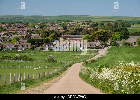 Wunderschöner Blick auf Schafe im grünen Feld in Seaford, Großbritannien Stockfoto