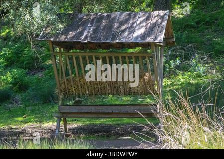 Mit Stroh gefüllter hölzerner Heufutteranlage auf einer Waldlichtung, die Tiere in tapada nacional de mafra, portugal, ernährt Stockfoto