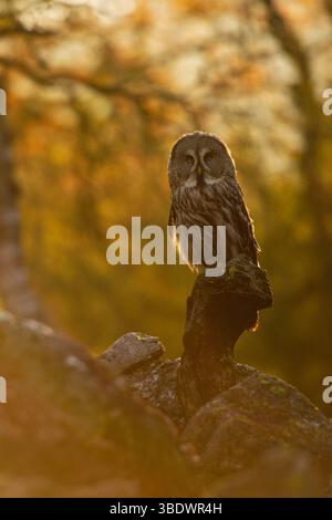 Der Tag erwacht... Bartkauz * Strix nebulosa * im gleißenden Gegenlicht frühmorgens in einem Geröllfeld bei Sonnenaufgang, in Skandinavien heimische Eulenart, Europa *** der Tag erwacht... Bärteeule * Strix nebulosa * in greller Beleuchtung am frühen Morgen auf einem Schotterfeld bei Sonnenaufgang, Eulenarten aus Skandinavien, Europa Europa Stockfoto