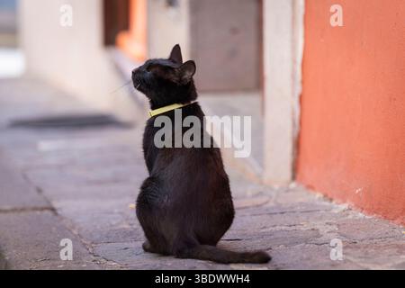 Hauskatze mit schwarzem Kurzhaar, die auf der Straße sitzt. Katzen auf Teneriffa. Enge Straße in Vilaflor. Porträt einer schwarzen Katze. Stockfoto